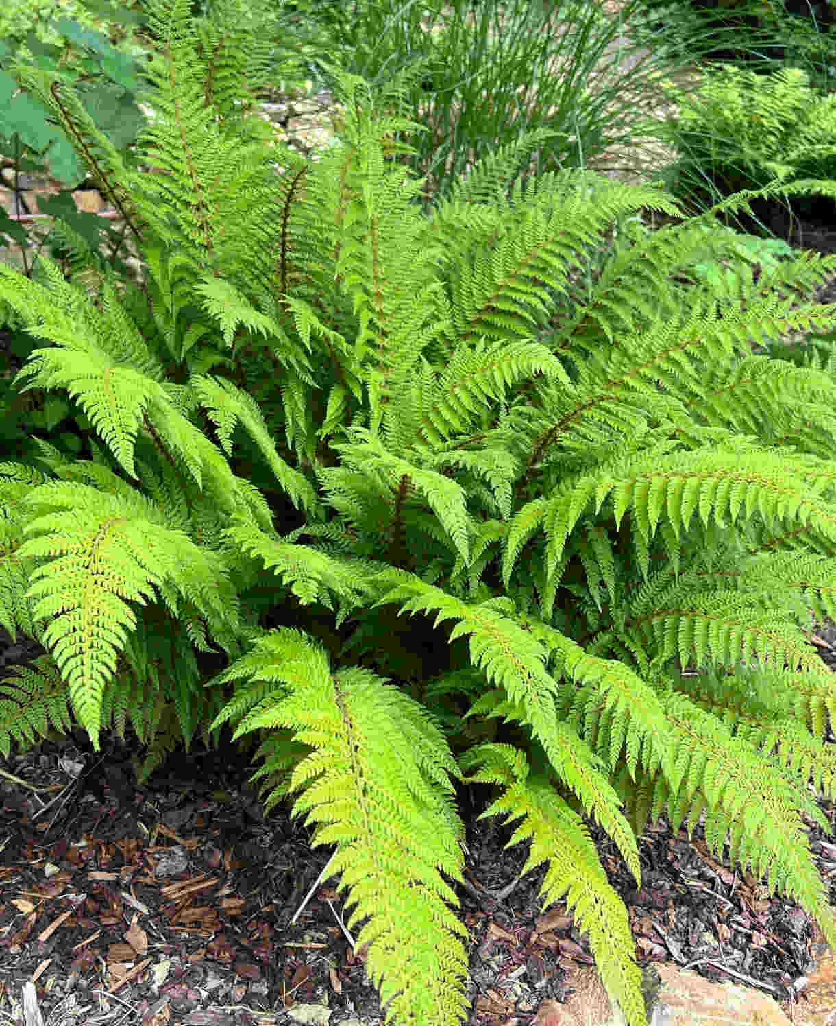 Hayloft Evergreen Fern Collection - 9cm Pots