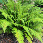 Evergreen Fern Collection - 3 x 9cm Pots (1 of each)
