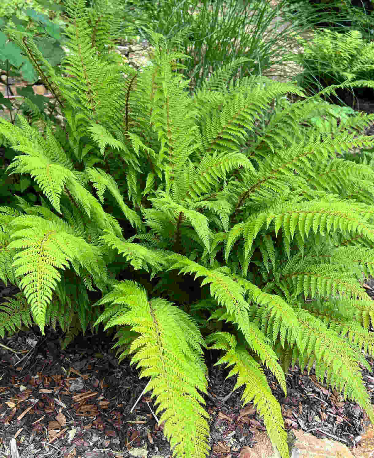 Evergreen Fern Collection - 3 x 9cm Pots (1 of each)