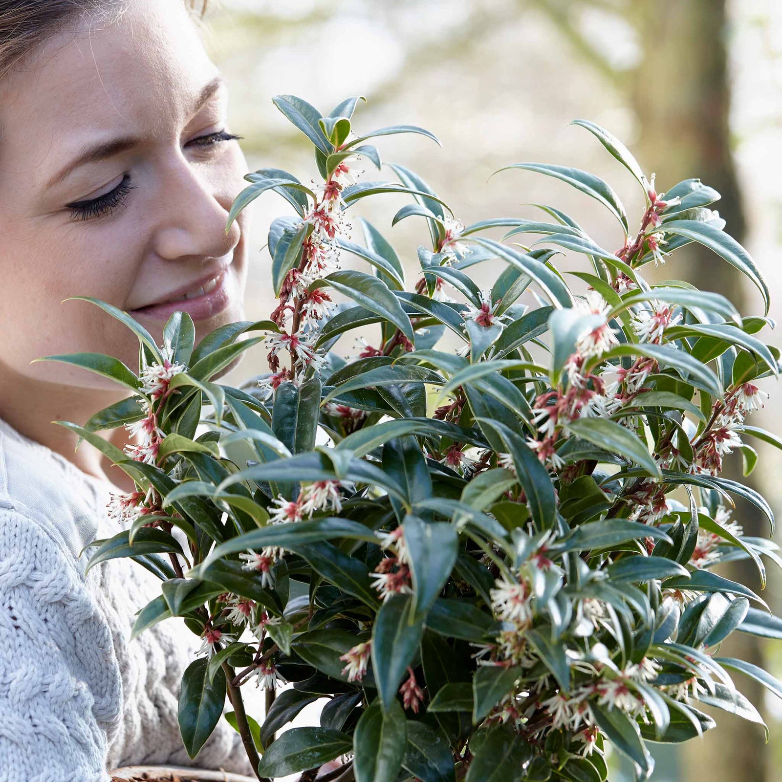 Sarcococca Hookeriana 'winter Gem' - Hardy Evergreen Fragrant Shrub | 1 x 5L | Red & White