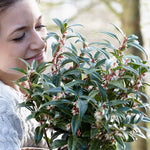 Sarcococca Hookeriana 'winter Gem' - Hardy Evergreen Fragrant Shrub | 1 x 2L | Red & White