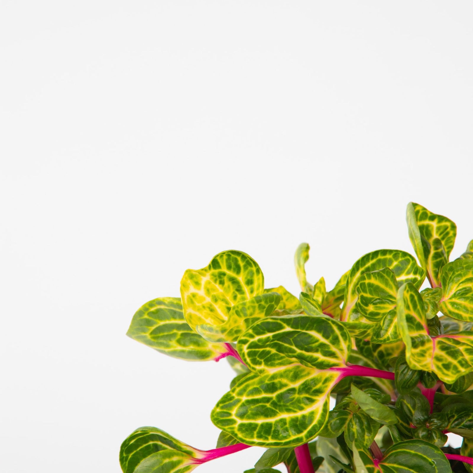 Bloodleaf Plant - Iresine Herbstii - Height 20-30cm - ⌀13cm | Set-of-1 | Yellow