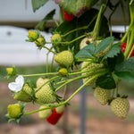 Flamenco Everbearing Strawberry Bare-root Plant | Set of 30