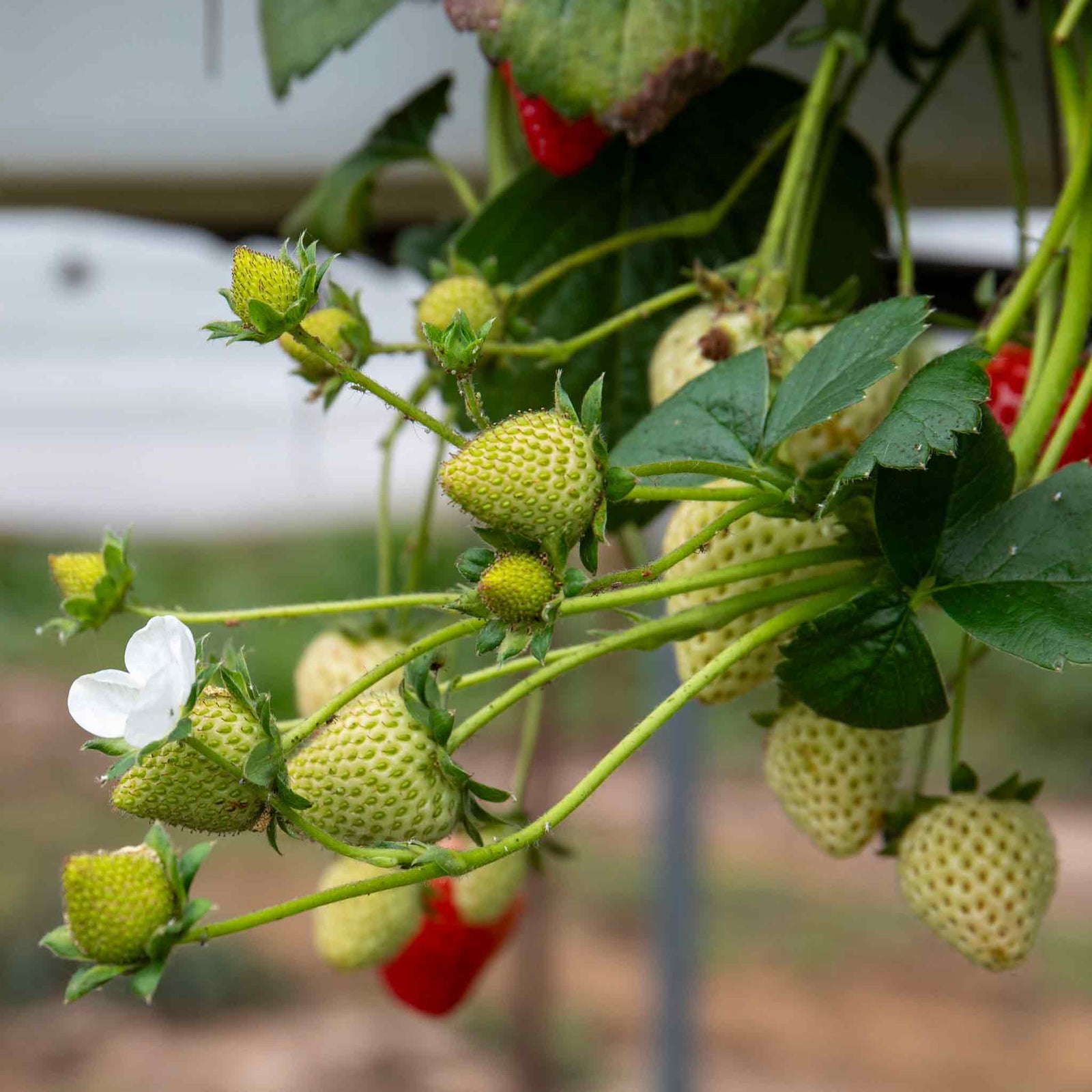 Flamenco Everbearing Strawberry Bare-root Plant | Set of 30