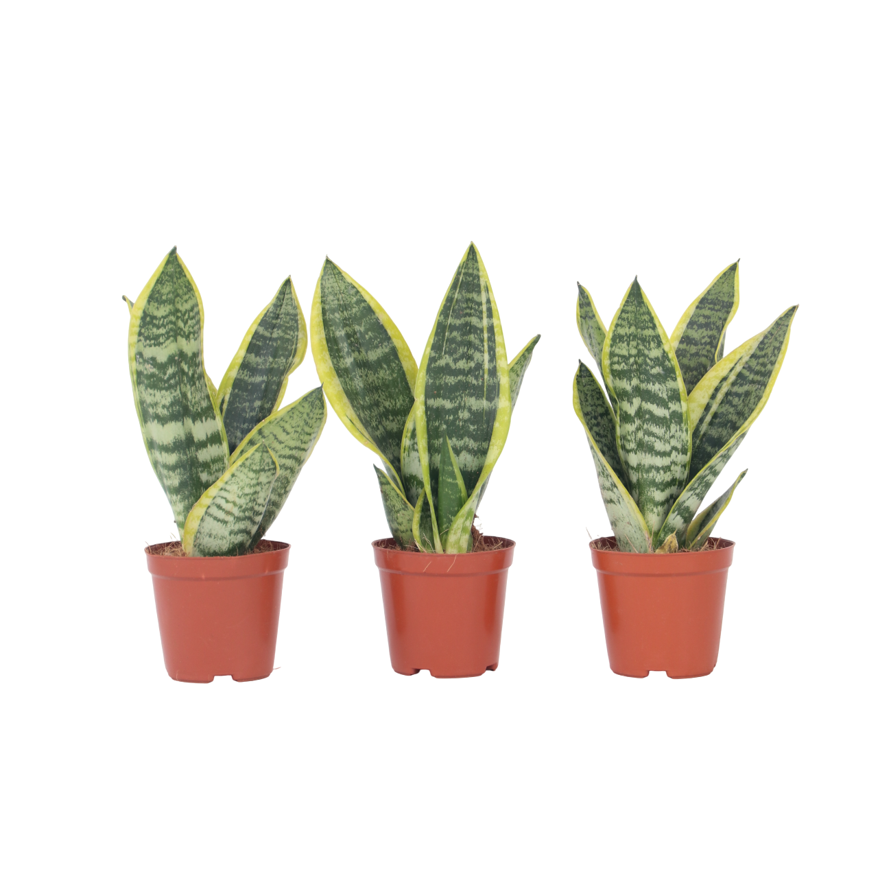Snake Plant - 3 Pcs. - Sansevieria 'futura Superba' - Height 35-40cm - ⌀12cm | Set of 3 | Green