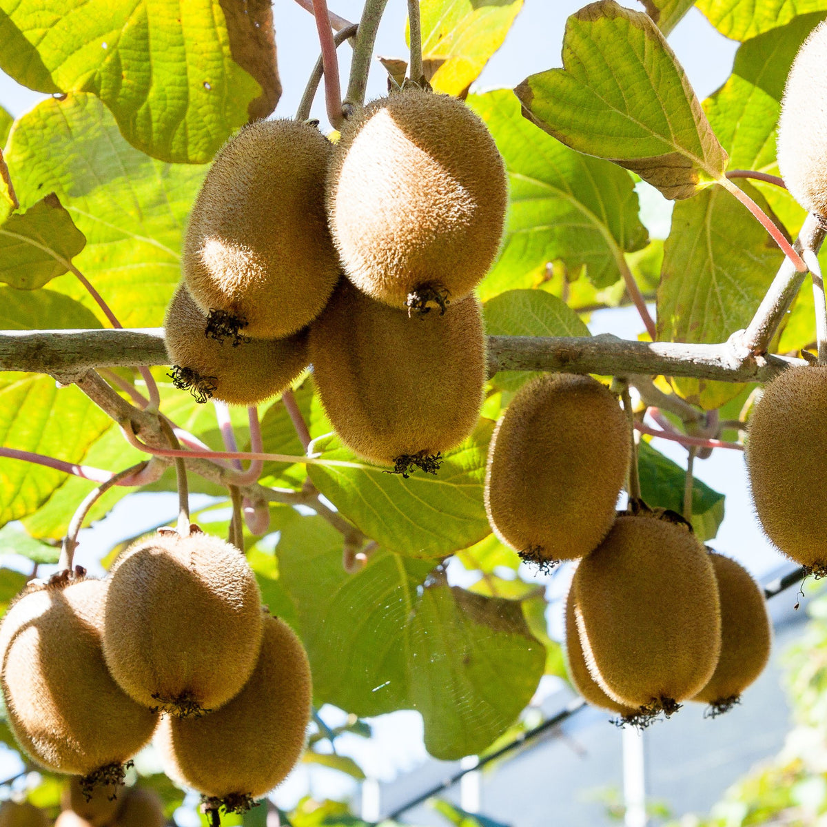 Kiwi Fruit - Actinidia Deliciosa 'jenny' - Height 20-40cm - ⌀9cm | Set of 6 | Green