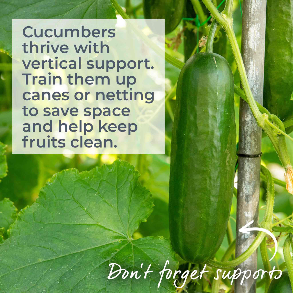 Cucumber Plant 'mini Munch' – Compact, High-yield (rhs Agm) Jumbo Plugs | Set of 6 | Green