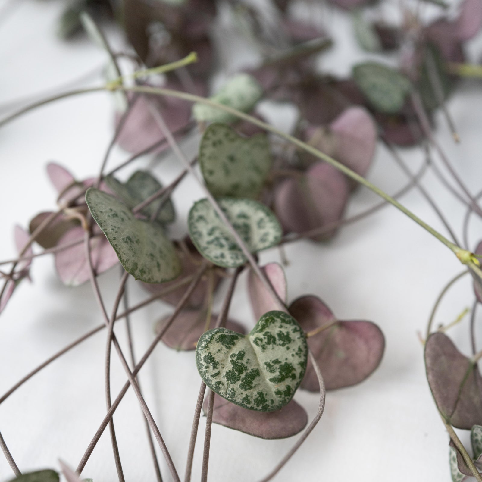 String Of Hearts - 2 Pcs. - Ceropegia Linearis Woodii - Height 20-30cm - ⌀14cm | Set-of-2 | Green
