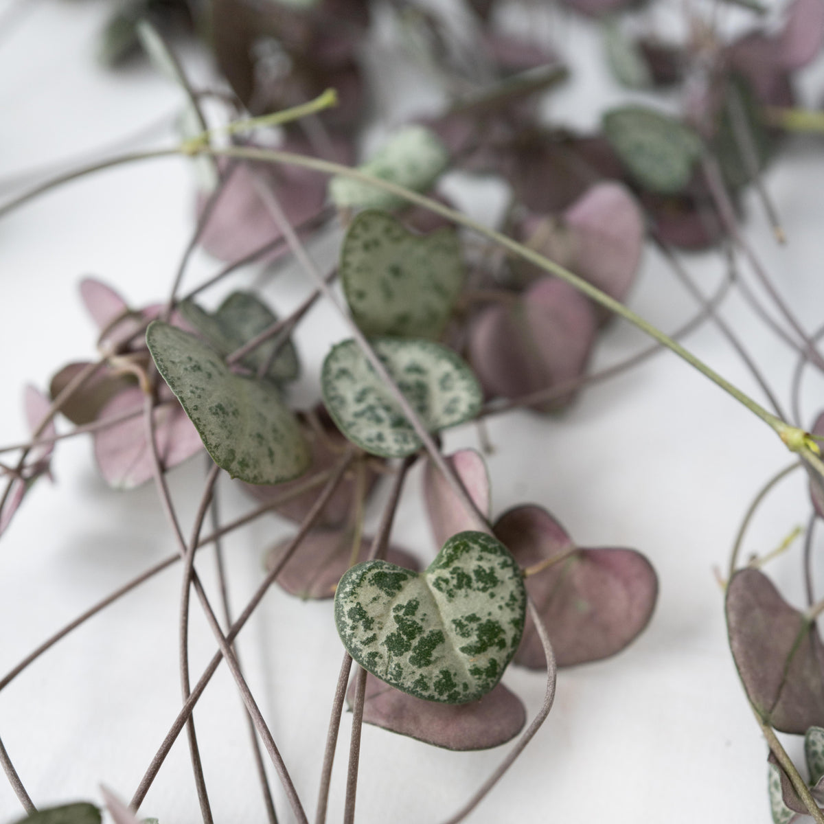 String Of Hearts - 2 Pcs. - Ceropegia Linearis Woodii - Height 20-30cm - ⌀14cm | Set of 2 | Green