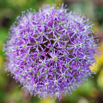 Allium 'globemaster' - Large Purple Globe Flowers | 3 x Bulbs | Purple