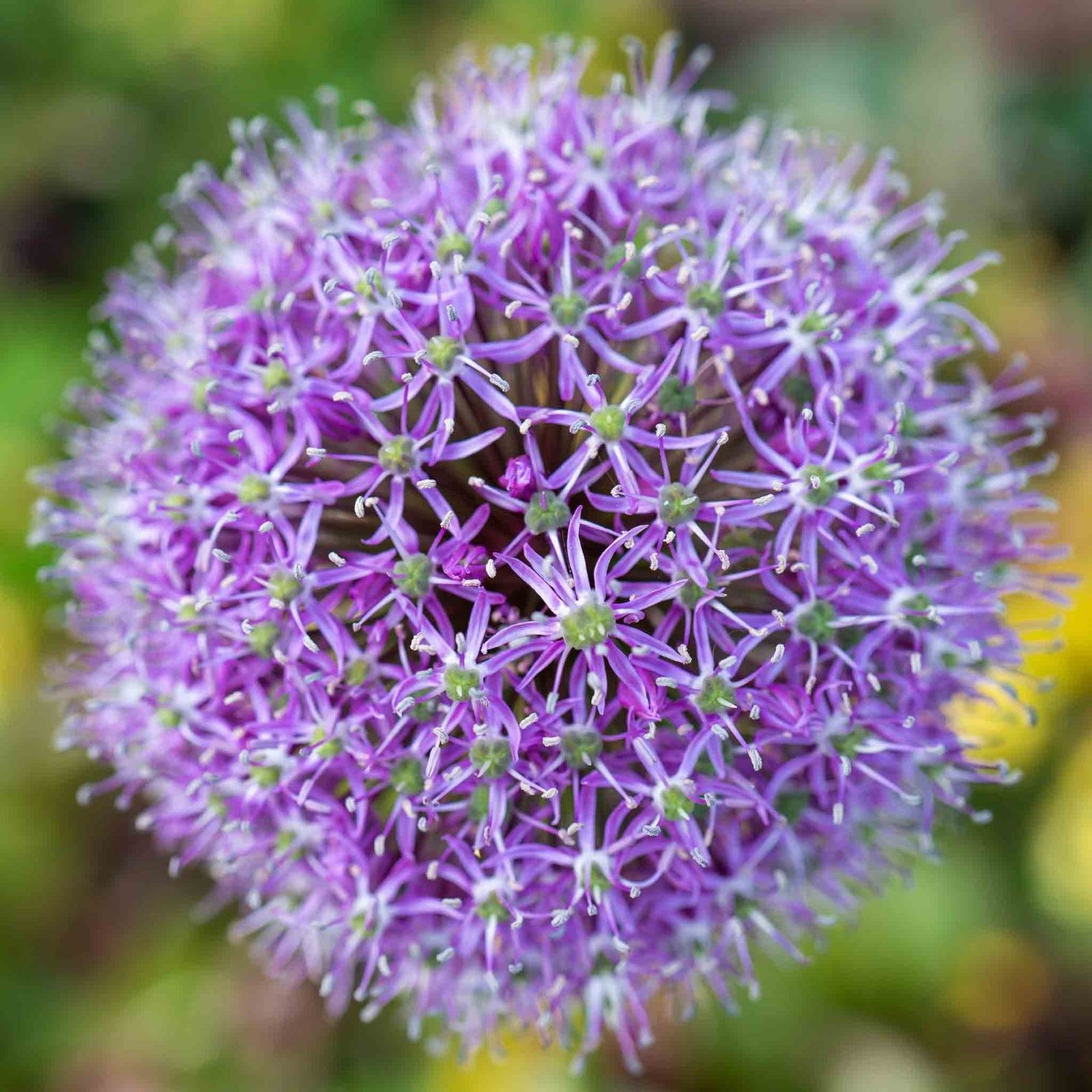 Allium 'globemaster' - Large Purple Globe Flowers | 3 x Bulbs | Purple