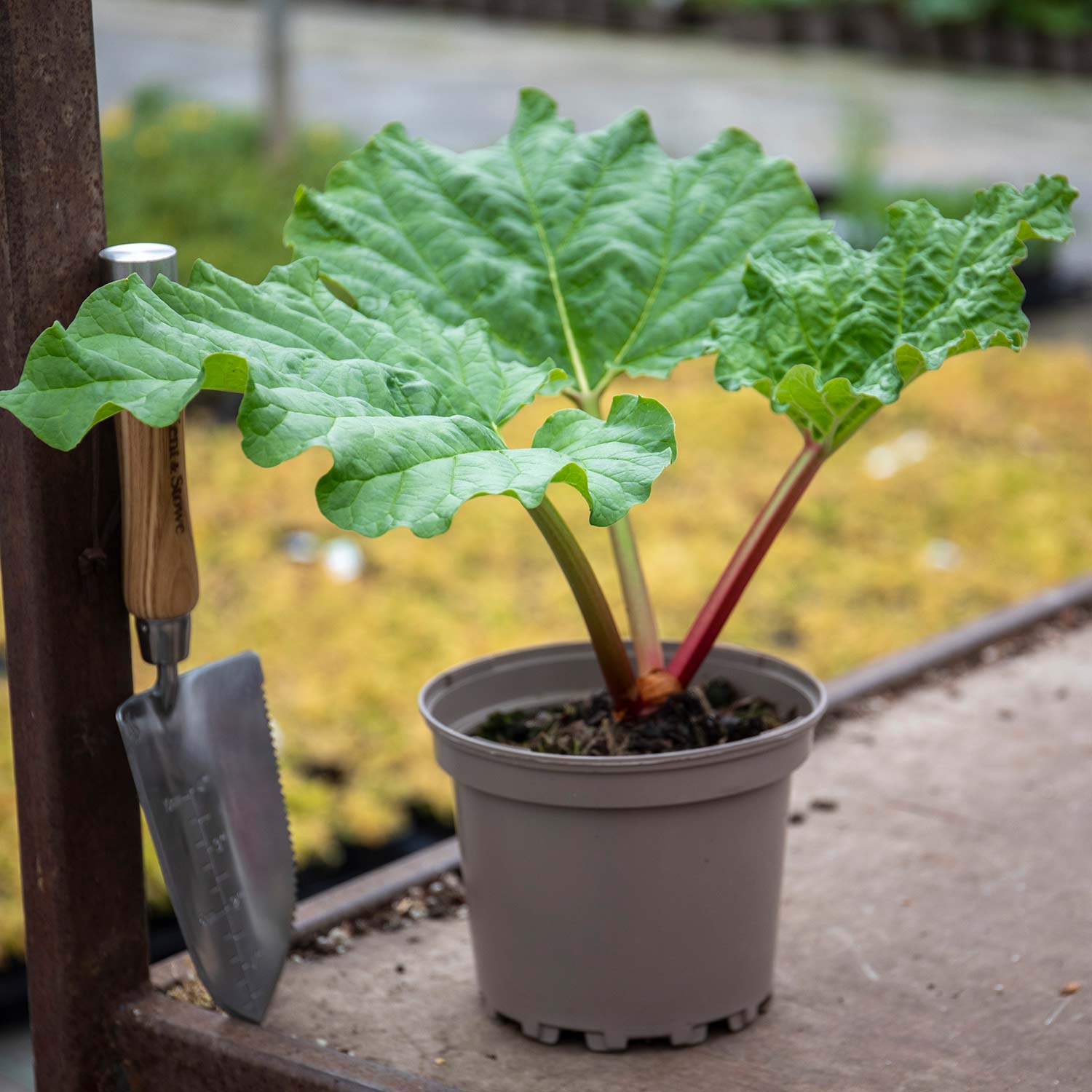 Rhubarb Plant 'raspberry Red' Early, Sweet Deep-red Stems | 3 x Crowns | Red
