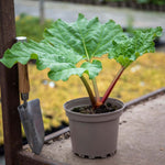 Rhubarb Plant 'raspberry Red' Early, Sweet Deep-red Stems | 1 x Crown | Red