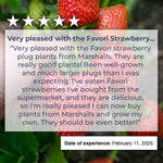 Everbearing Strawberry Plant 'favouri' | Set of 30 | Red
