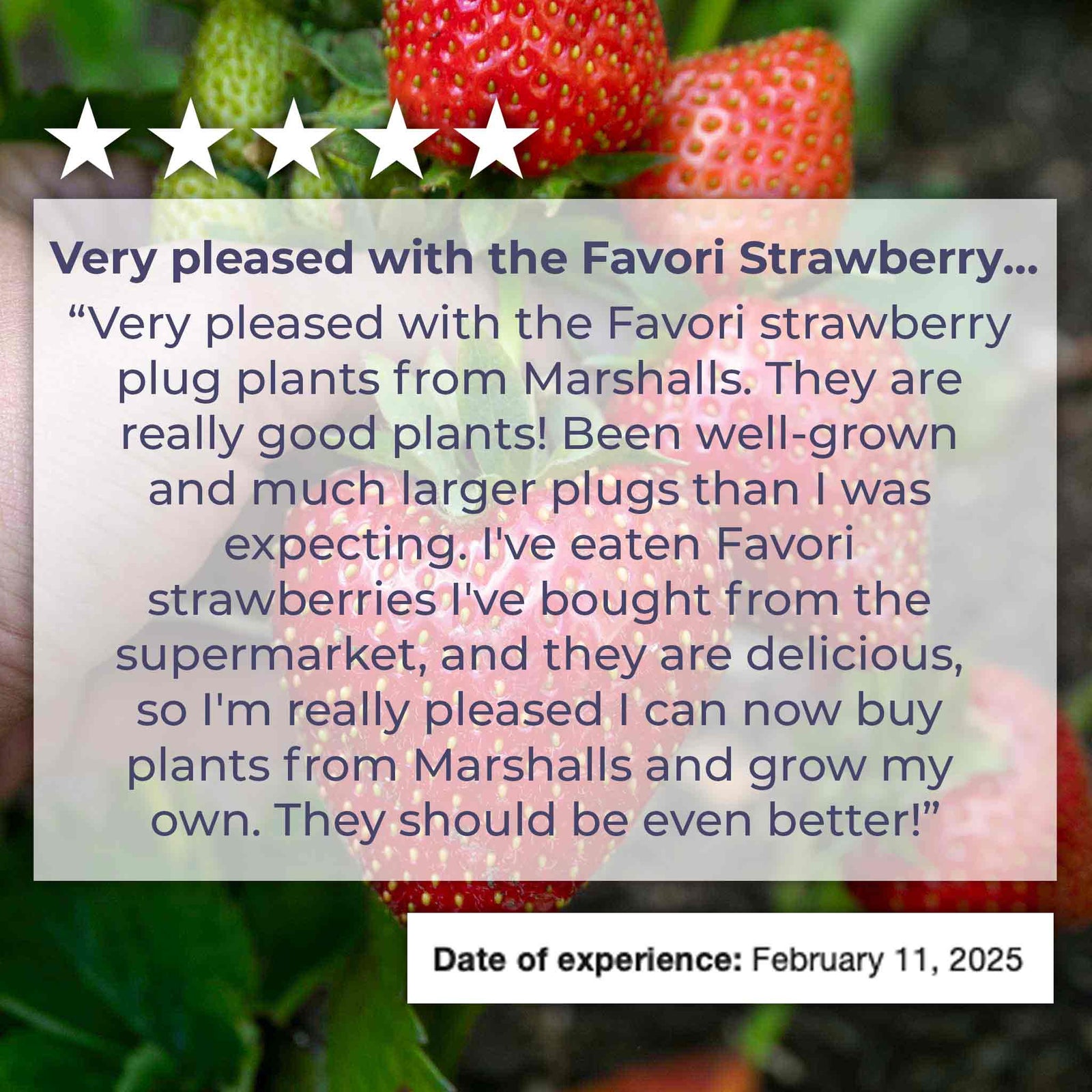 Everbearing Strawberry Plant 'favouri' | Set of 30 | Red