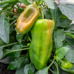 Sweet Pepper 'peppers From Heaven Orange', Trailing Mini Orange Peppers For Hanging Baskets | 6 x 9cm | Green