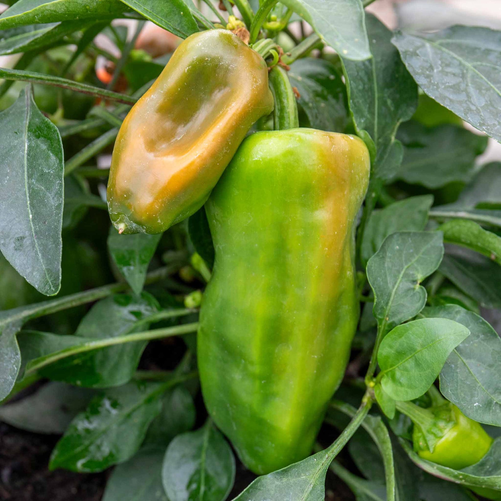 Sweet Pepper 'peppers From Heaven Orange', Trailing Mini Orange Peppers For Hanging Baskets | 3 x Jumbo Plugs | Orange