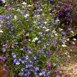 Lobelia Wonderfall Mixed - Trailing Bedding Plant | 20 x Pro Grower Plugs | Multi