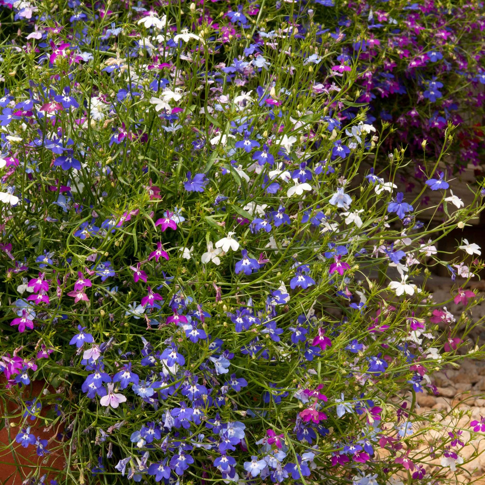 Lobelia Wonderfall Mixed - Trailing Bedding Plant | 20 x Pro Grower Plugs | Multi
