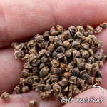Beetroot Monika - Monogerm | 200 Seeds