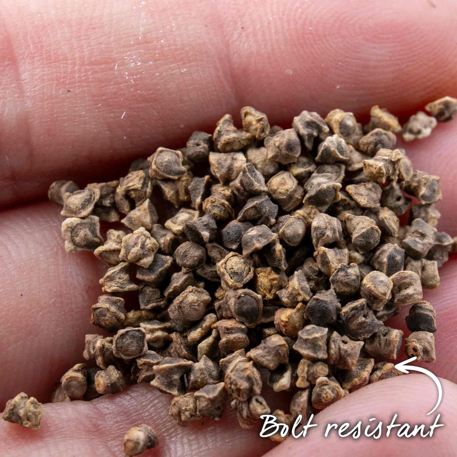 Beetroot Monika - Monogerm | 200 Seeds