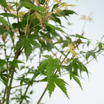 Japanese Maple - Acer Palmatum 'Katsura' - Height 60-70cm - ⌀19cm | Set of 2 | Orange