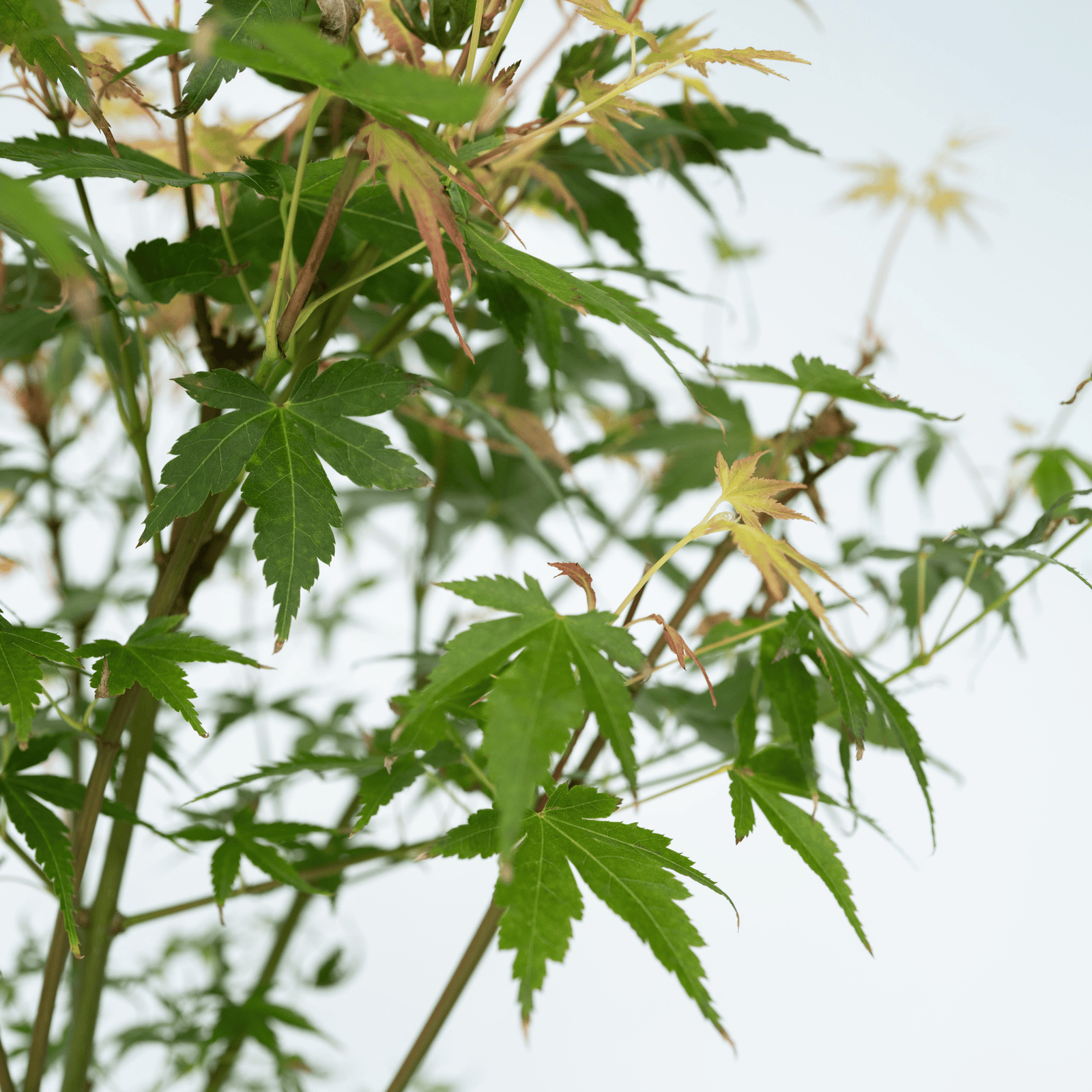 Japanese Maple - Acer Palmatum 'Katsura' - Height 60-70cm - ⌀19cm | Set of 2 | Orange
