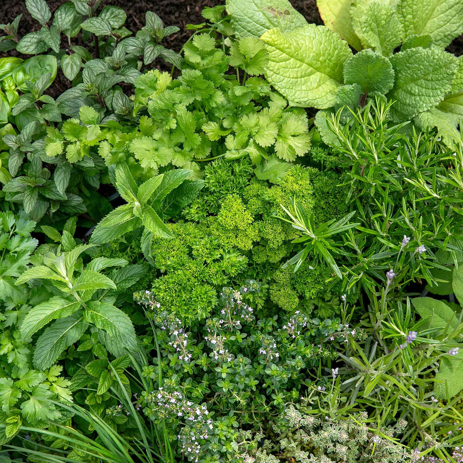 All-year Herb Collection | Set of 10