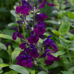 Salvia X Jamensis 'nachtvlinder' - 9cm Pot | 1 x 9cm | Purple