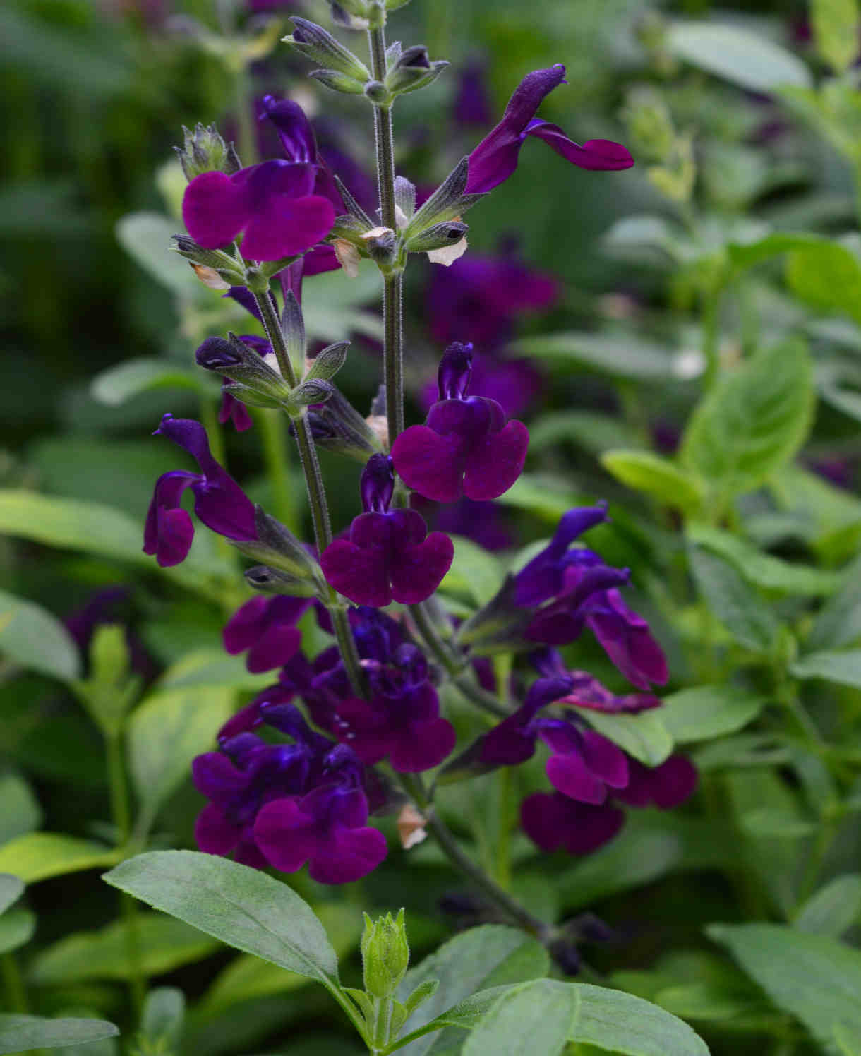 Salvia X Jamensis 'nachtvlinder' - 9cm Pot | 1 x 9cm | Purple