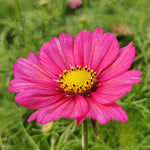 Cosmos 'xsenia' Seeds | 100 Seeds