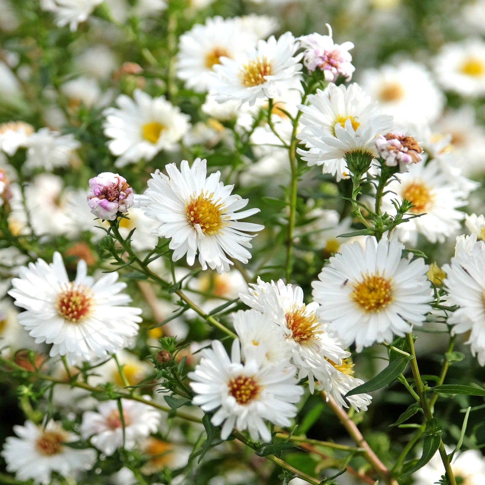 Aster Autumn Tapestry Collection - 9cm Pots | 5 x 9cm | Mixed