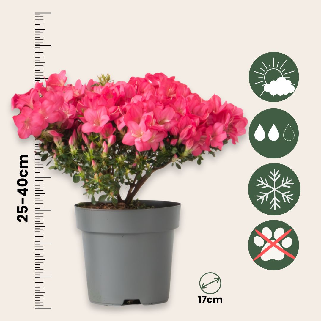 Azalea - Rhododendron Azalea 'Anouk' - Height 25-40cm - ⌀17cm | Set of 2 | Pink