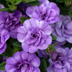 Calibrachoa 'double' Collection | 12 x Plug Plants | Multi