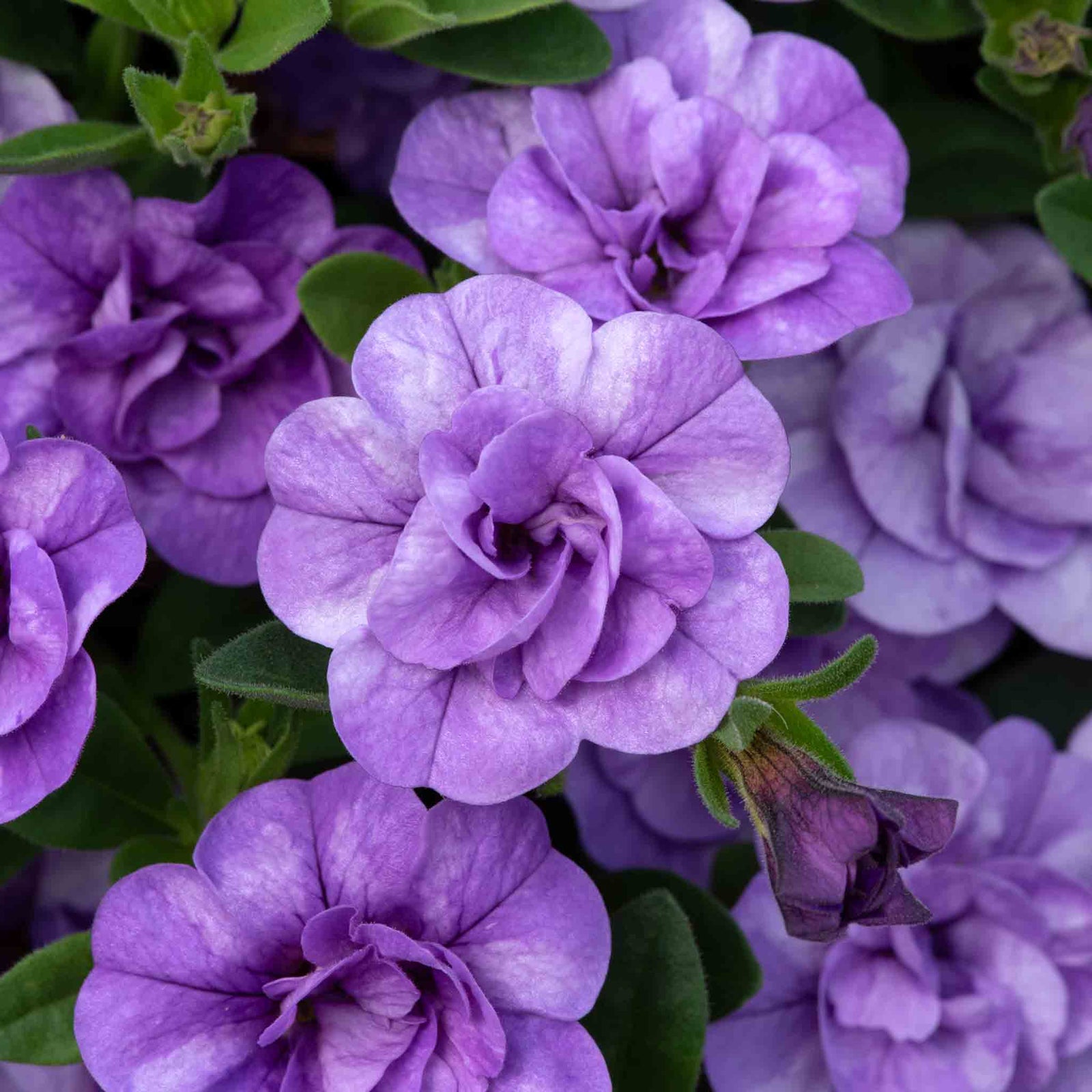 Calibrachoa 'caberet Double Sky Blue' Plug Plant | 6 x Plug Plants | Sky Blue