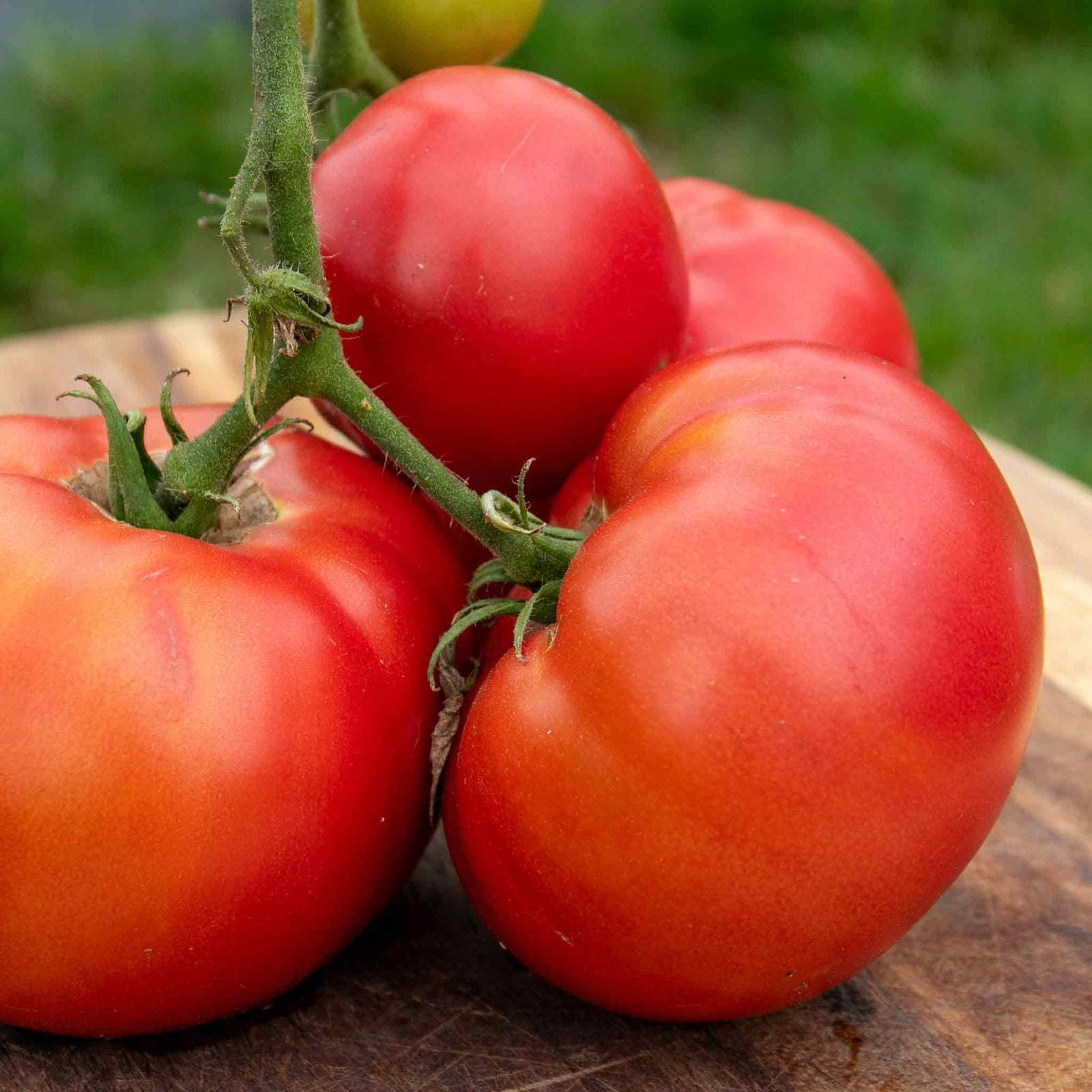 Supersteak Tomato Seeds | 10 Seeds