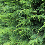 Green Leylandii Cupressocyparis Leylandii Hedging Trees 2-3ft, Pack Of 10 Supplied In 2/3 Litre Pots
