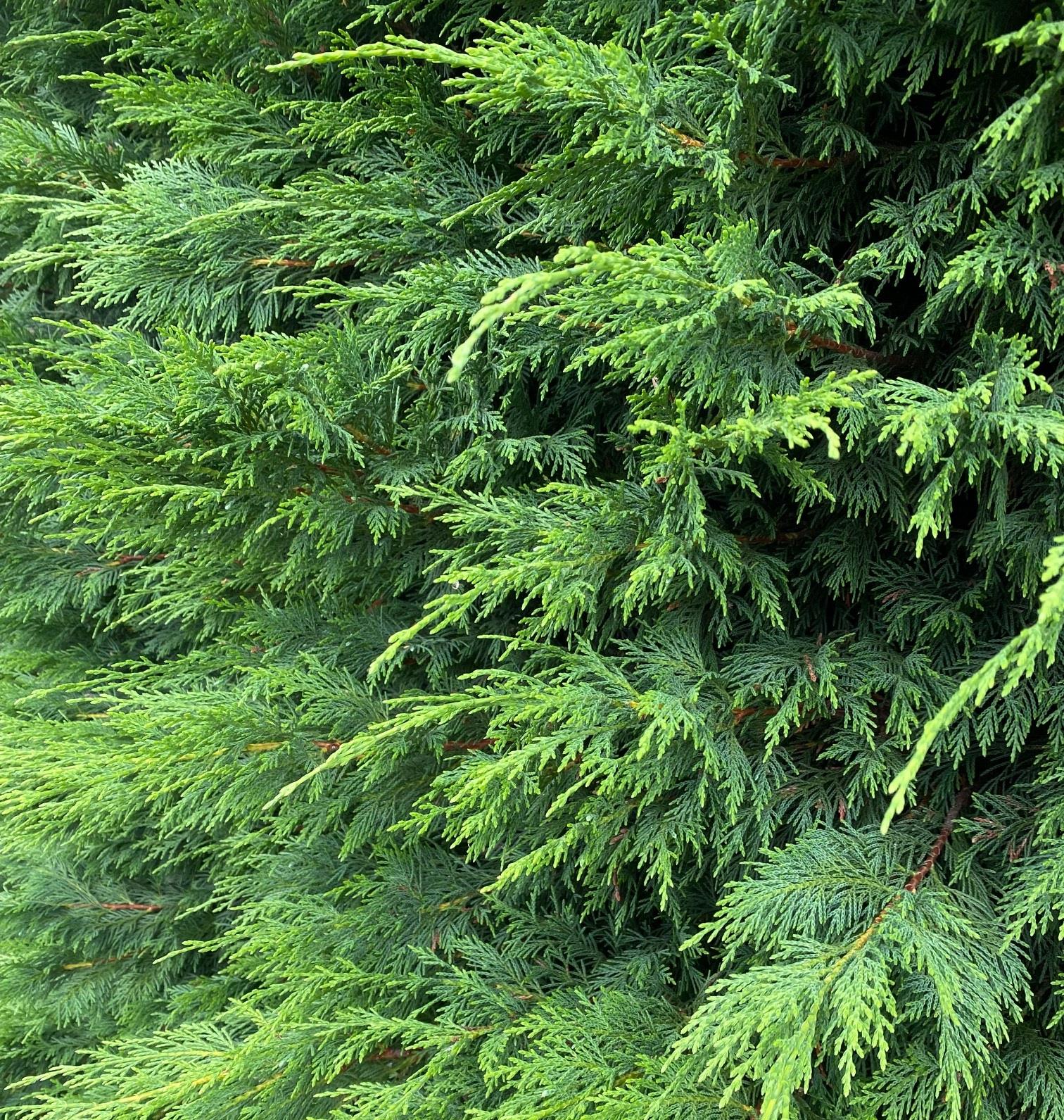 Green Leylandii Cupressocyparis Leylandii Hedging Trees 2-3ft, Pack Of 10 Supplied In 2/3 Litre Pots