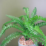 Artificial 40cm Fern Plant With Ceramic Planter Stand