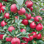 Apple Twin Tree Braeburn & Idared (m26 Semi-dwarf) | 1 x Bare Root | Multi
