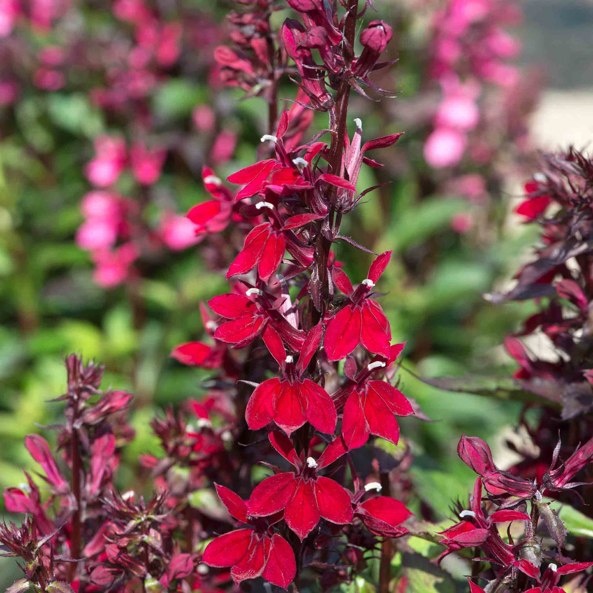 Lobelia 'starship Burgundy' - Hardy Perennial, Burgundy Flower Spikes, 100 Cm 9cm | Set of 3 | Burgundy