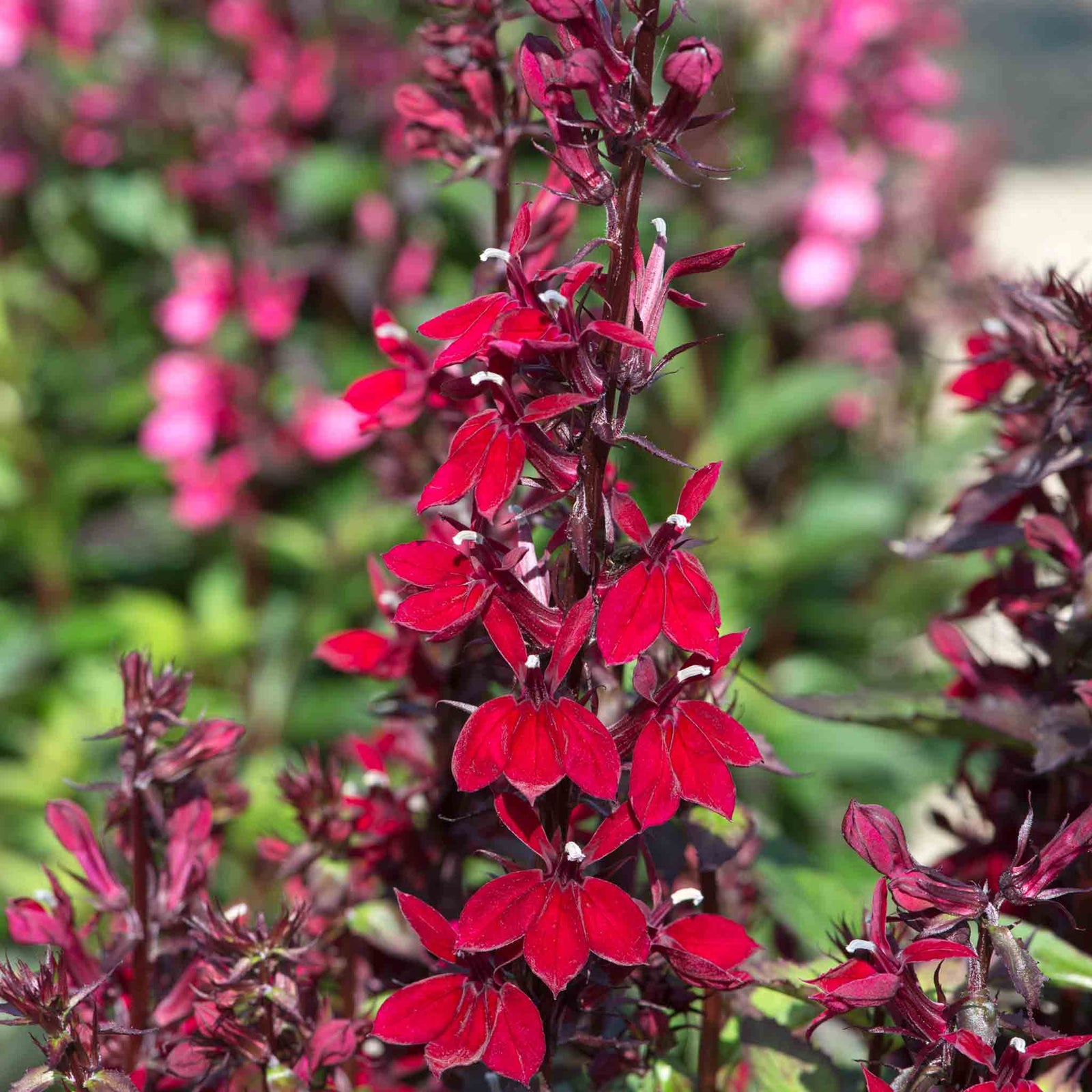 Lobelia 'starship Burgundy' - Hardy Perennial, Burgundy Flower Spikes, 100 Cm 9cm | Set-of-1 | Burgundy