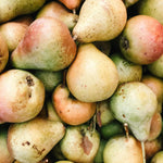 Pyrus Beurre Hardy Pear Fruit Tree 4-5ft Tall