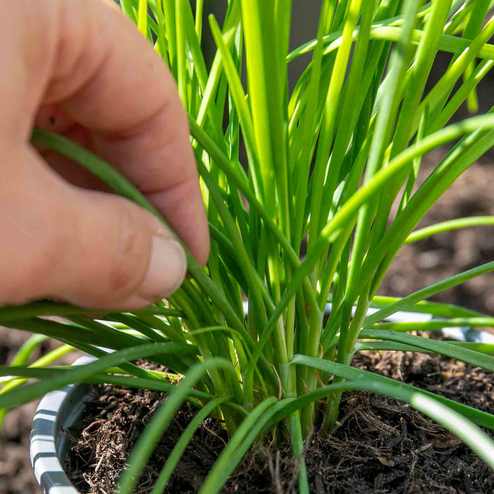 Chive Plant (allium Schoenoprasum) - Hardy 30cm Perennial Herb For Containers And Gardens | 1 x 9cm | Purple & Green