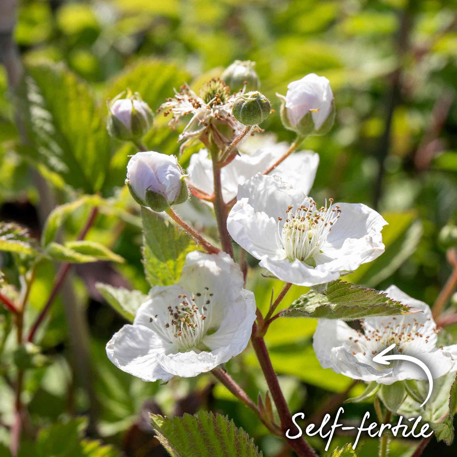 Blackberry Plant 'black Satin', Thornless Hardy Fruit Plant | 1 x 2L