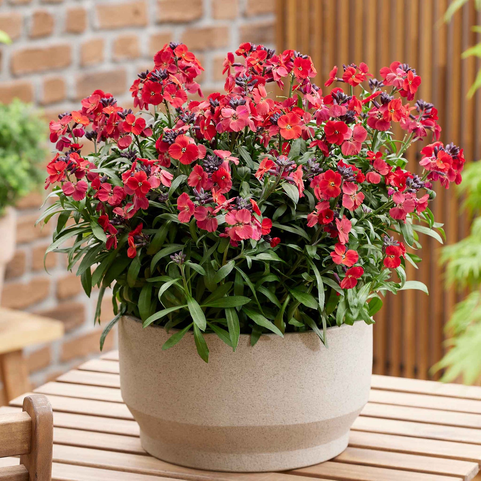Erysimum 'colour Vibe Red' , Hardy Evergreen Perennial, Pollinator-friendly | 1 x 2L | Deep Red