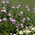 Lavatera 'marshmallow Strawberry Cream' Compact Pink-flowering Shrub To 150 Cm Plant | 1 x 3L | Purple