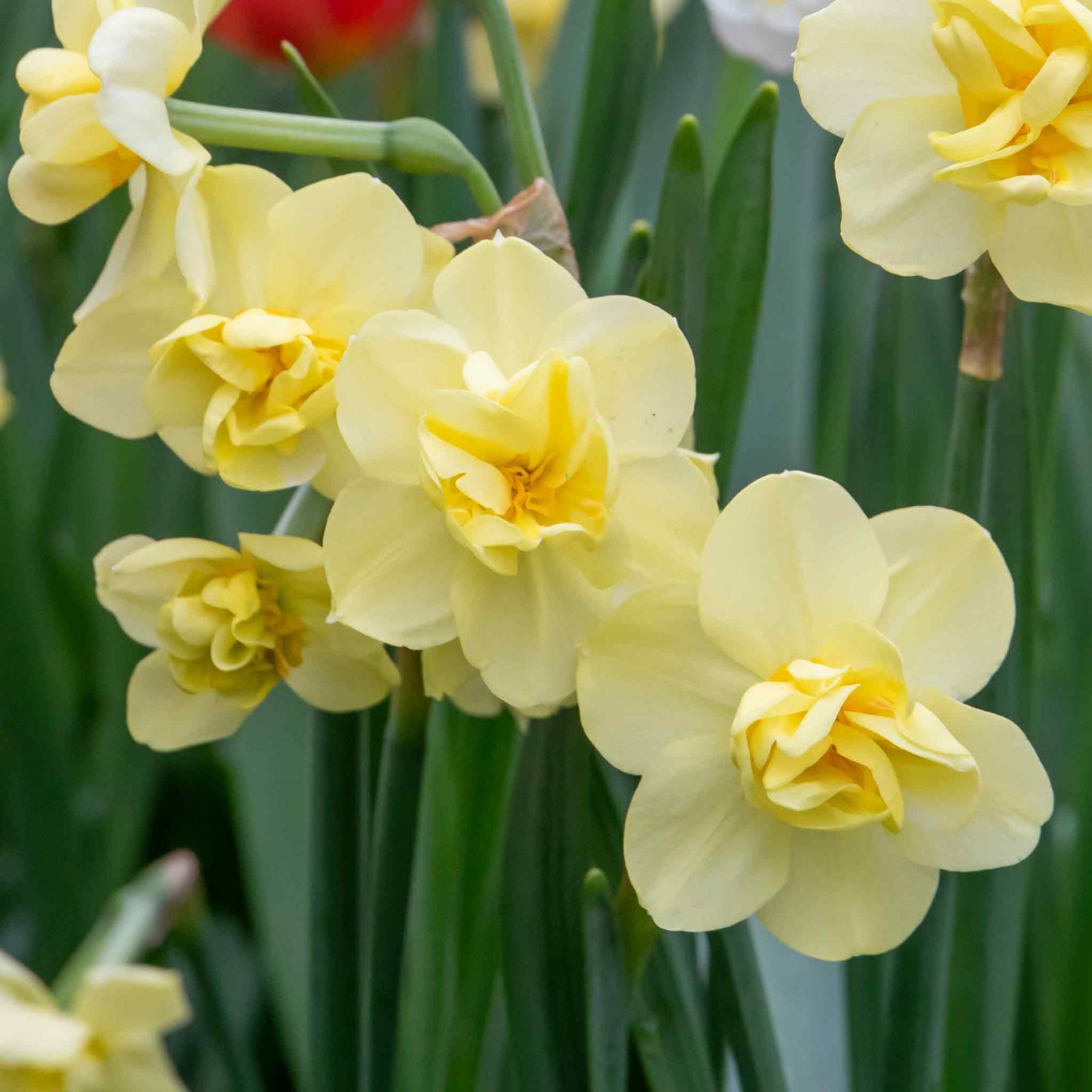 Daffodil 'yellow Cheerfulness' Double Fragrant Yellow | 10 x Bulbs | Yellow
