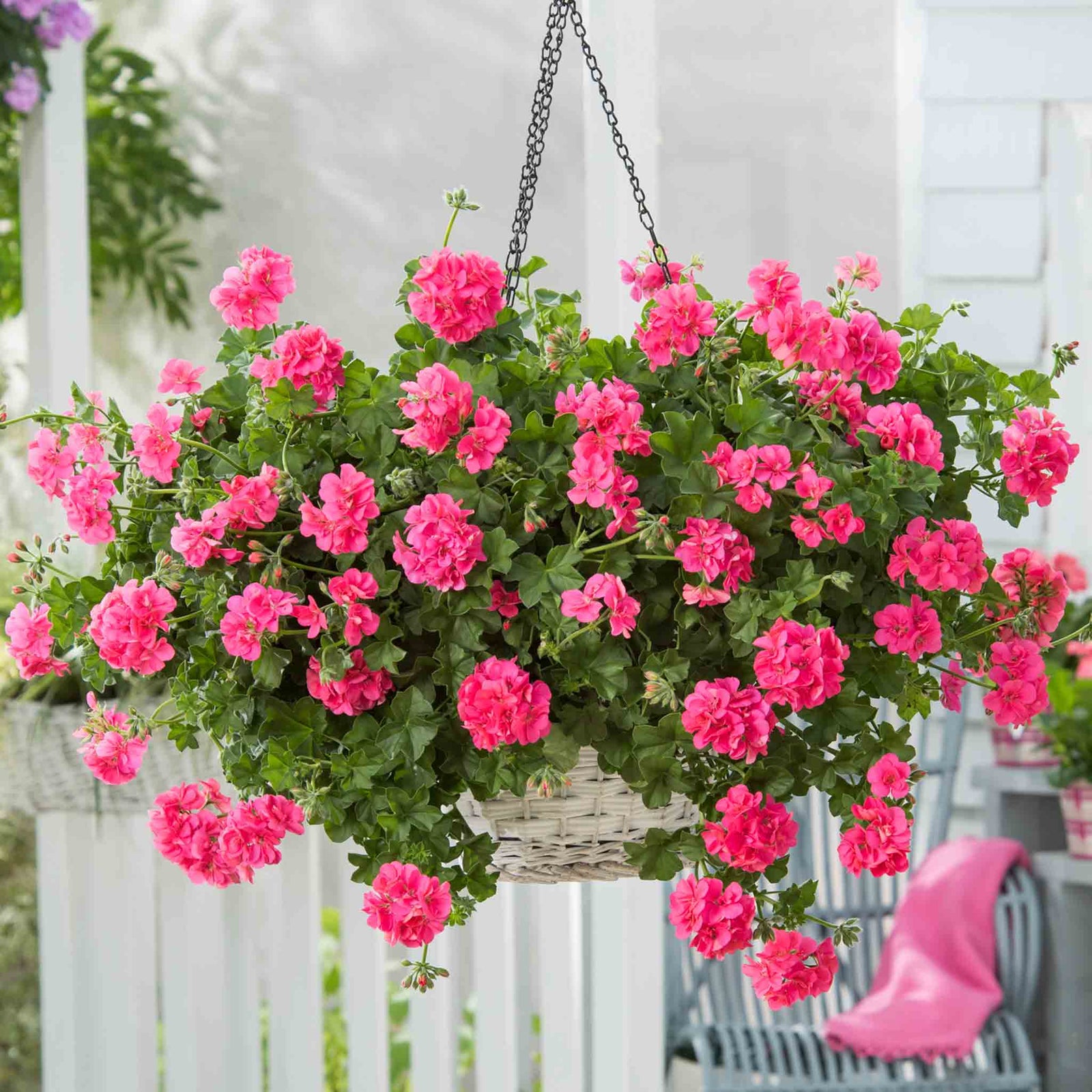 Geranium 'sunflair Linda Pink' - Trailing Ivy-leaf Pink | 12 x Plug Plants | Pink