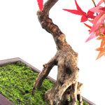 Artificial 50cm Red Maple Bonsai Tree